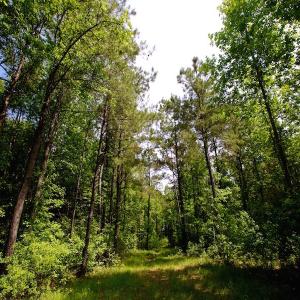 Photo of REDUCED!  443.3 Acres of Farm and Timber Land For Sale In Pamlico County NC!