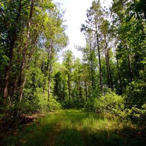 Photo of REDUCED!  443.3 Acres of Farm and Timber Land For Sale In Pamlico County NC!