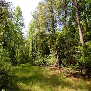 Photo of REDUCED!  443.3 Acres of Farm and Timber Land For Sale In Pamlico County NC!