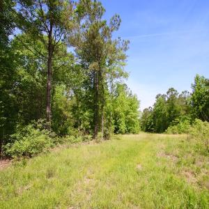 Photo of REDUCED!  443.3 Acres of Farm and Timber Land For Sale In Pamlico County NC!