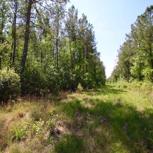 Photo of REDUCED!  443.3 Acres of Farm and Timber Land For Sale In Pamlico County NC!