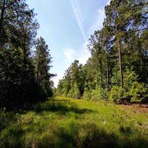 Photo of REDUCED!  443.3 Acres of Farm and Timber Land For Sale In Pamlico County NC!