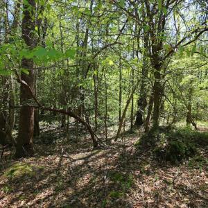 Photo of UNDER CONTRACT!  .56 acres of Waterview Lot For Sale in Bertie County NC!