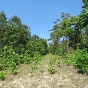 Photo of SOLD  93 Acres of Hunting Land For Sale in Bladen County NC!
