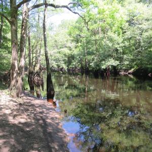 Photo of SOLD  93 Acres of Hunting Land For Sale in Bladen County NC!