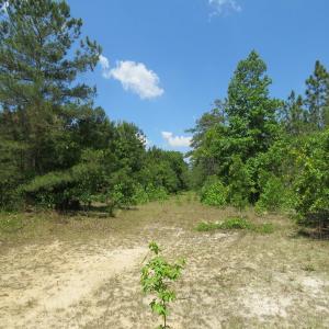 Photo of SOLD  93 Acres of Hunting Land For Sale in Bladen County NC!