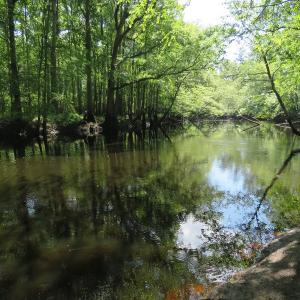 Photo of SOLD  93 Acres of Hunting Land For Sale in Bladen County NC!