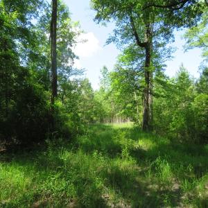 Photo of SOLD  93 Acres of Hunting Land For Sale in Bladen County NC!