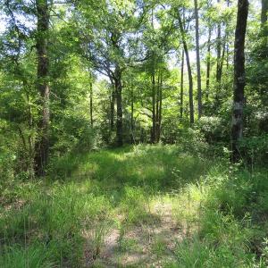 Photo of SOLD  93 Acres of Hunting Land For Sale in Bladen County NC!