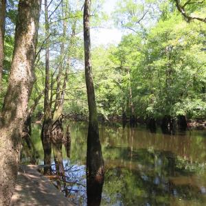 Photo of SOLD  93 Acres of Hunting Land For Sale in Bladen County NC!
