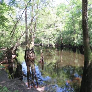 Photo of SOLD  93 Acres of Hunting Land For Sale in Bladen County NC!