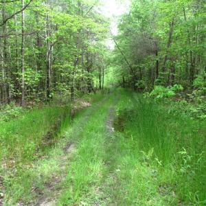Photo of UNDER CONTRACT!  665 Acres of Hunting and Investment Land For Sale in Fluvanna County VA!