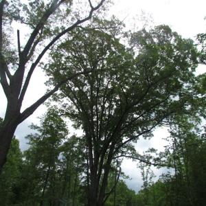 Photo of UNDER CONTRACT!  665 Acres of Hunting and Investment Land For Sale in Fluvanna County VA!
