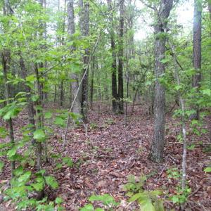 Photo of UNDER CONTRACT!  665 Acres of Hunting and Investment Land For Sale in Fluvanna County VA!