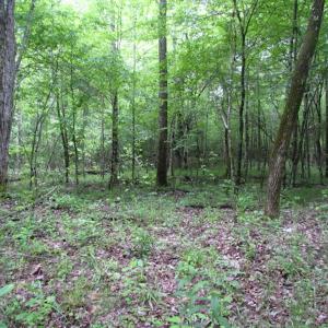 Photo of UNDER CONTRACT!  665 Acres of Hunting and Investment Land For Sale in Fluvanna County VA!