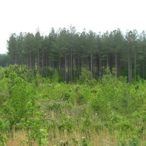 Photo of UNDER CONTRACT!  665 Acres of Hunting and Investment Land For Sale in Fluvanna County VA!