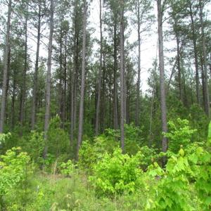 Photo of UNDER CONTRACT!  665 Acres of Hunting and Investment Land For Sale in Fluvanna County VA!