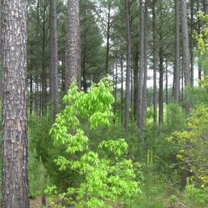 Photo of UNDER CONTRACT!  665 Acres of Hunting and Investment Land For Sale in Fluvanna County VA!