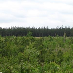 Photo of UNDER CONTRACT!  665 Acres of Hunting and Investment Land For Sale in Fluvanna County VA!