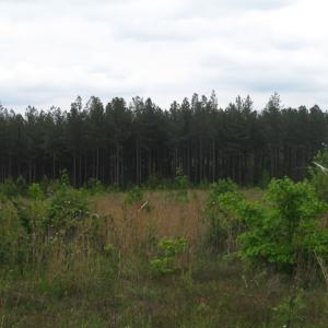 Photo of UNDER CONTRACT!  665 Acres of Hunting and Investment Land For Sale in Fluvanna County VA!