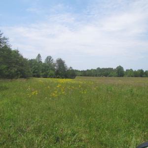 Photo of SOLD!  25 Acres of Hunting Land with Home Site For Sale in Fluvanna County VA!
