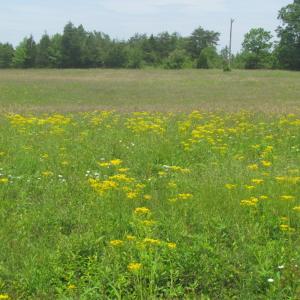 Photo of SOLD!  25 Acres of Hunting Land with Home Site For Sale in Fluvanna County VA!