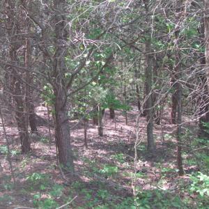 Photo of SOLD!  25 Acres of Hunting Land with Home Site For Sale in Fluvanna County VA!