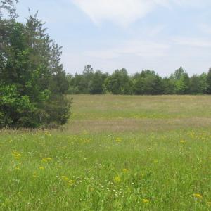 Photo of SOLD!  25 Acres of Hunting Land with Home Site For Sale in Fluvanna County VA!