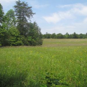 Photo of SOLD!  25 Acres of Hunting Land with Home Site For Sale in Fluvanna County VA!