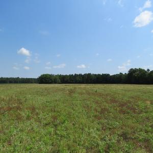 Photo of SOLD!  23 Acres of Farm and Timber Land With Home For Sale in Columbus County NC!