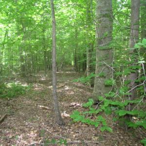 Photo of UNDER CONTRACT!  18 Acres of Hunting and Timber Land For Sale in Gloucester County VA!