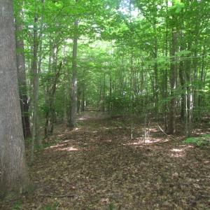 Photo of UNDER CONTRACT!  18 Acres of Hunting and Timber Land For Sale in Gloucester County VA!