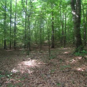Photo of UNDER CONTRACT!  18 Acres of Hunting and Timber Land For Sale in Gloucester County VA!