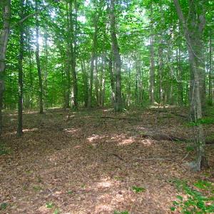 Photo of UNDER CONTRACT!  18 Acres of Hunting and Timber Land For Sale in Gloucester County VA!