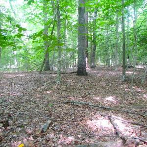 Photo of UNDER CONTRACT!  18 Acres of Hunting and Timber Land For Sale in Gloucester County VA!