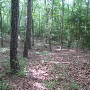 Photo of UNDER CONTRACT!  18 Acres of Hunting and Timber Land For Sale in Gloucester County VA!