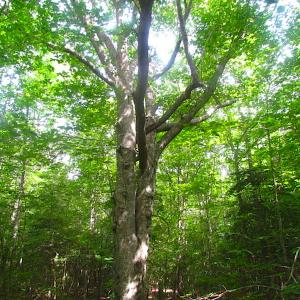 Photo of UNDER CONTRACT!  18 Acres of Hunting and Timber Land For Sale in Gloucester County VA!