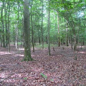 Photo of UNDER CONTRACT!  18 Acres of Hunting and Timber Land For Sale in Gloucester County VA!