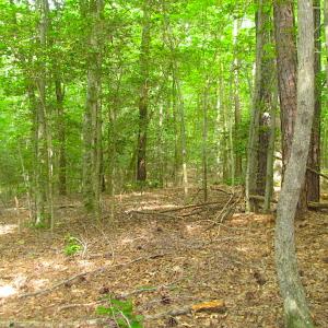 Photo of UNDER CONTRACT!  18 Acres of Hunting and Timber Land For Sale in Gloucester County VA!