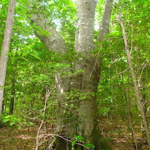 Photo of UNDER CONTRACT!  18 Acres of Hunting and Timber Land For Sale in Gloucester County VA!