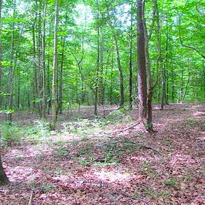 Photo of UNDER CONTRACT!  18 Acres of Hunting and Timber Land For Sale in Gloucester County VA!