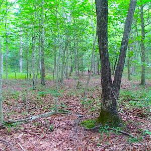 Photo of UNDER CONTRACT!  18 Acres of Hunting and Timber Land For Sale in Gloucester County VA!