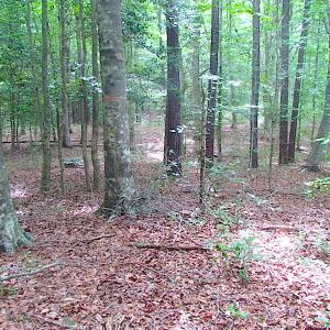 Photo of UNDER CONTRACT!  18 Acres of Hunting and Timber Land For Sale in Gloucester County VA!