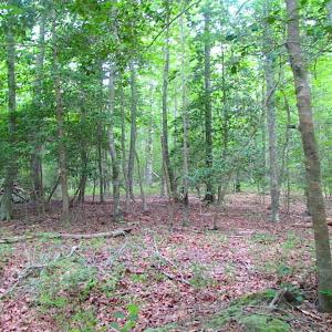 Photo of UNDER CONTRACT!  18 Acres of Hunting and Timber Land For Sale in Gloucester County VA!