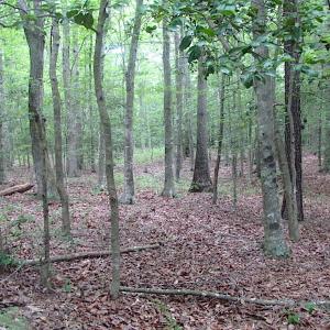 Photo of UNDER CONTRACT!  18 Acres of Hunting and Timber Land For Sale in Gloucester County VA!