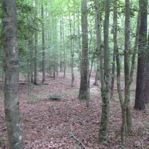 Photo of UNDER CONTRACT!  18 Acres of Hunting and Timber Land For Sale in Gloucester County VA!