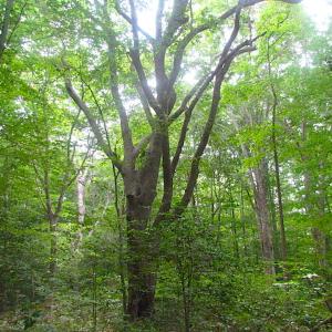 Photo of UNDER CONTRACT!  18 Acres of Hunting and Timber Land For Sale in Gloucester County VA!