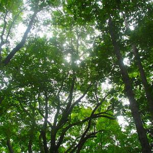 Photo of UNDER CONTRACT!  18 Acres of Hunting and Timber Land For Sale in Gloucester County VA!