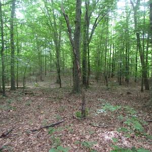Photo of UNDER CONTRACT!  18 Acres of Hunting and Timber Land For Sale in Gloucester County VA!