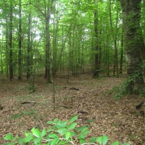 Photo of UNDER CONTRACT!  18 Acres of Hunting and Timber Land For Sale in Gloucester County VA!